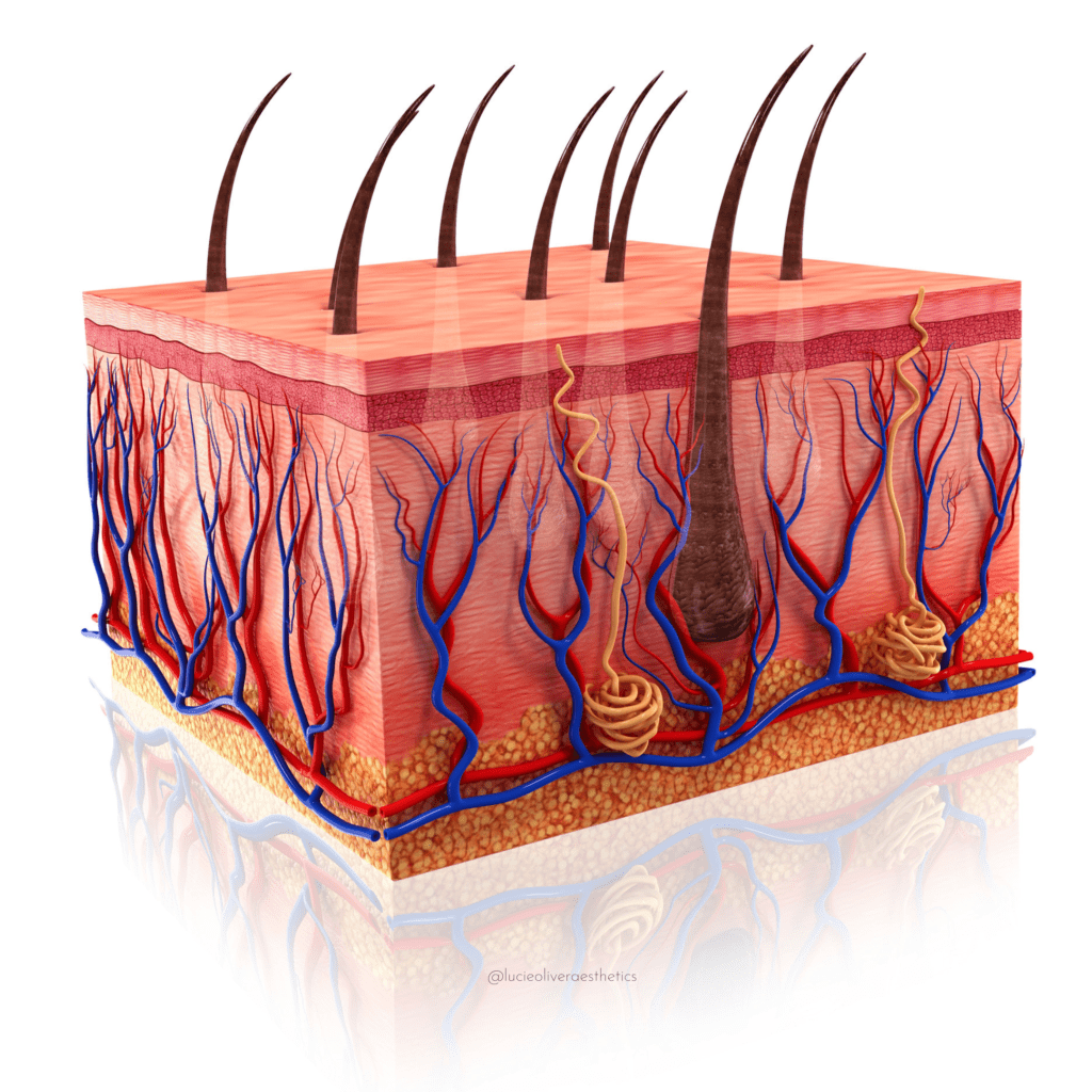 Ed0e1ff8 0c03 4c46 a355 f1ccc8d27830: lucie oliver aesthetics Structure of skin